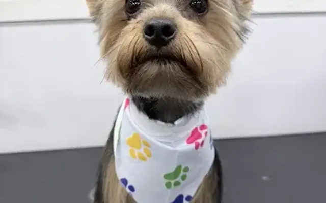 Pets Palace Fl LLC in Orlando, FL