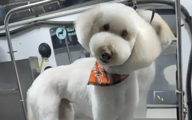 Ruff Roads Mobile Grooming in Vancouver, WA