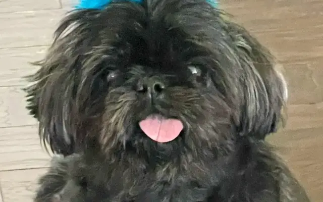 Ciah's Mobile Grooming in Orlando, FL