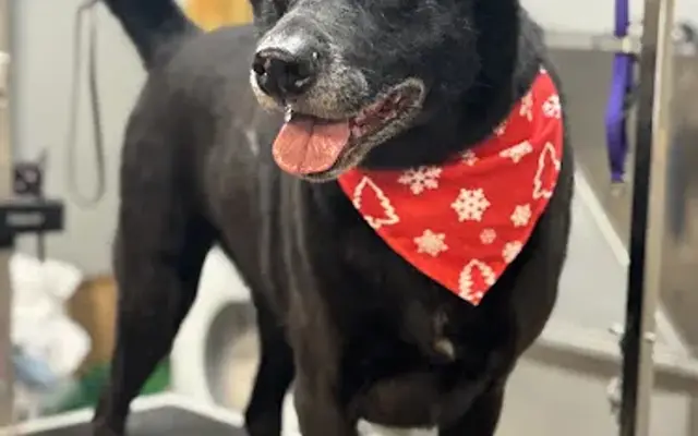 Heaven Sent K-9 in Perris, CA