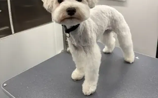 Kiss my mutt pet grooming in Jeffersonville, GA