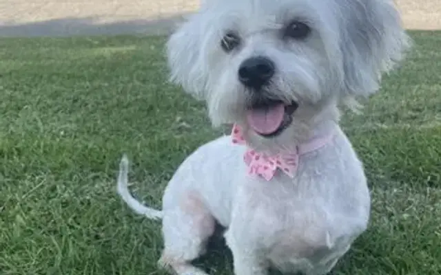 Grooming With Love in Bell Gardens, CA