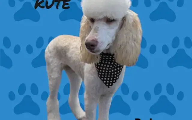 SOO DOG ON KUTE, LLC in Shallotte, NC