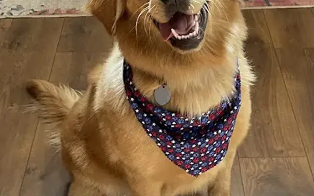 K9 Cleaners in Valley Center, CA