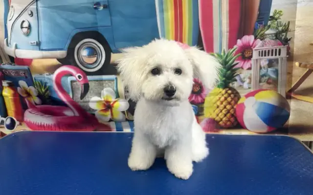 Hamilton Pet Grooming Studio in Hamilton, OH