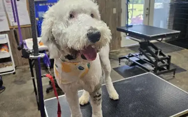 Doggett’s Animal Grooming Salon(DAGS) in West Salem, IL
