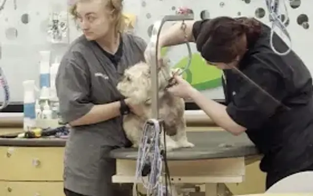 PetSmart Grooming in Pottstown, PA