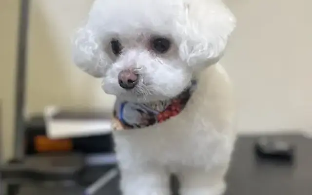 Tippy Tap Grooms in Valley Glen, CA