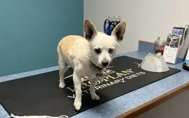 Broadway Animal Hospital in Pittsburg, KS