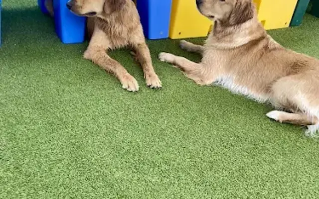 New Tampa Pet Resort in Lutz, FL