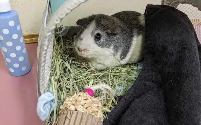 Wellsboro Veterinary Hospital & Reptile & Bird Clinic in Wellsboro, PA
