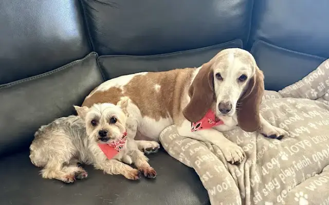 Southern Paw Mobile Grooming in Wichita Falls, TX