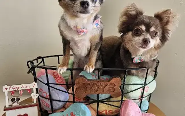 Newport Paws in Newport Beach, CA