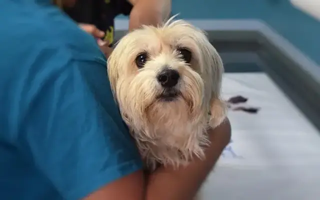 Four Paws Salon & Spa in Bonita Springs, FL