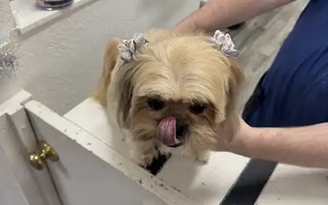 Poodle Nook Pet Grooming in Citrus Heights, CA