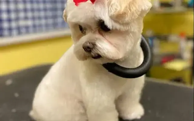 Bohemian Dogs Pet Grooming in Davenport, FL