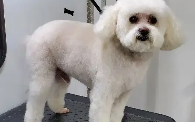 Still Waters Grooming Salon in Menifee, CA