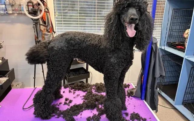 ASTRO Mobile Grooming in Houston, TX