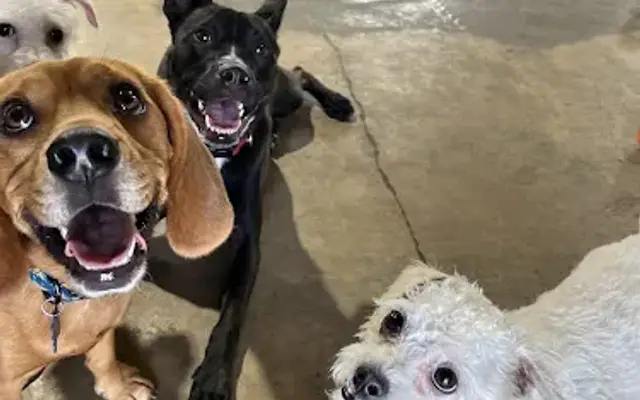 Pup Pup & Away in San Antonio, TX