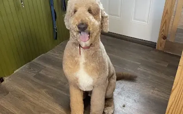 Prairie Hound Boarding & Grooming in Morton, MS