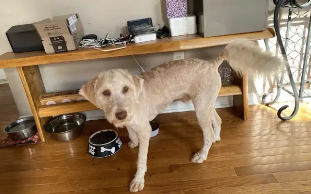 Kt’s Mobile Dog Grooming in Lake Orion, MI