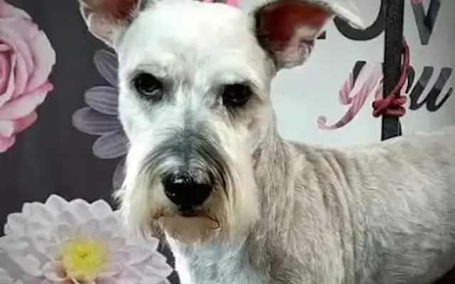 Grow With Me Dog Grooming in Phelan, CA