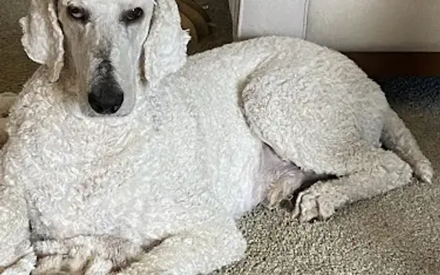 Pacific Pups Mobile Grooming in Eugene, OR