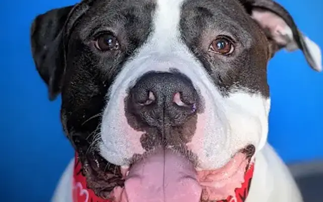 Sierra's Paw Spa LLC in Marion, OH