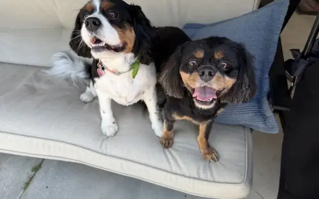 Outlaw Mobile Grooming in Hemet, CA