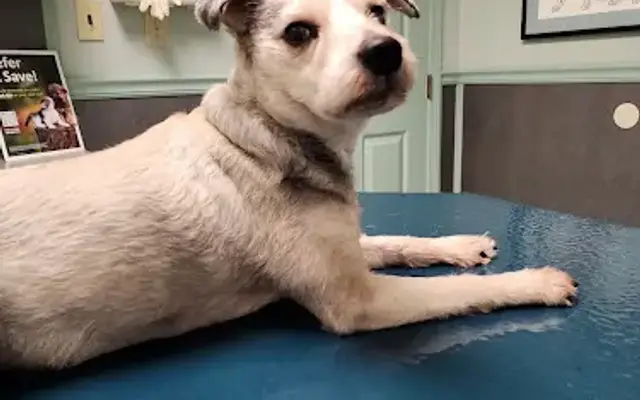 North Hardin Veterinary Clinic in Elizabethtown, KY
