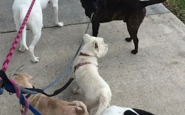 Foxtrot Dog Walking in Chalmette, LA