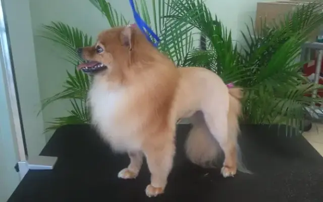 Pawcasso's Pet Styling in Tulsa, OK