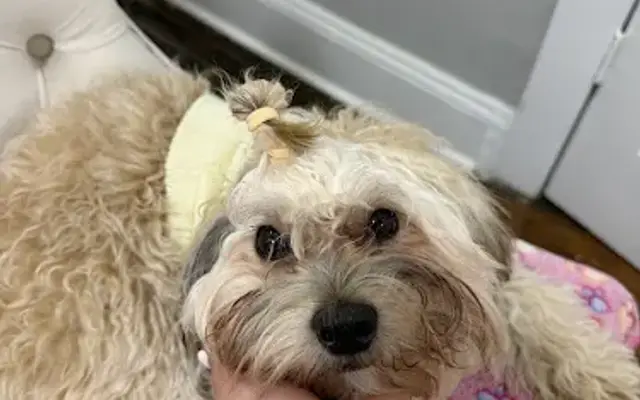 Pooch Purrfect in Brooklyn, NY