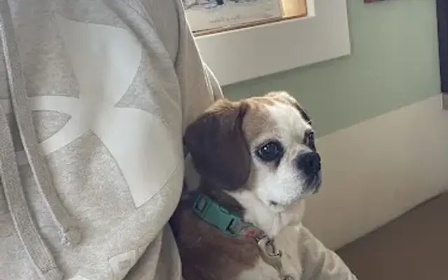 York Animal Hospital in York, NY