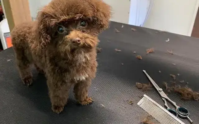 Brandy’s Dog Grooming in Camden, TN