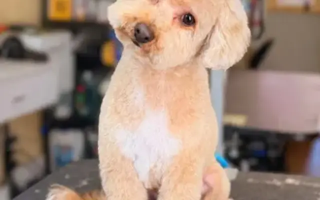 HomeDoggy Pet Salon & Daycare – Store 2 in Brooklyn, NY