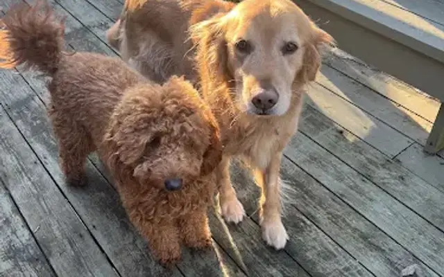 Dog Valley Daycare & Grooming in Pleasant Gap, PA
