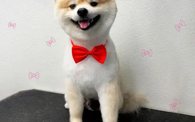 Mobile Pet Grooming Pro in Pembroke Pines, FL