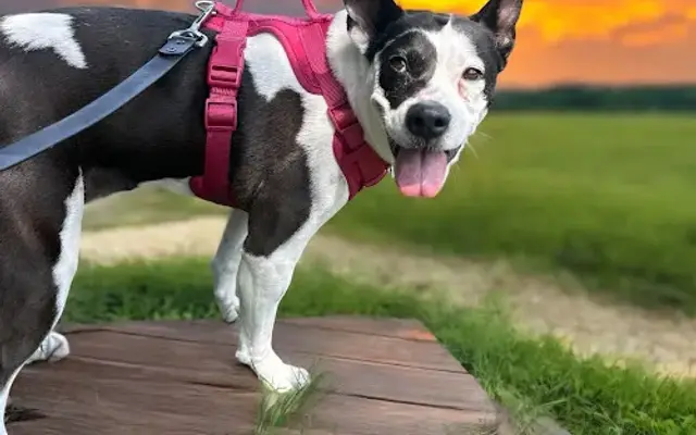 Country Pawz in Grant, MI