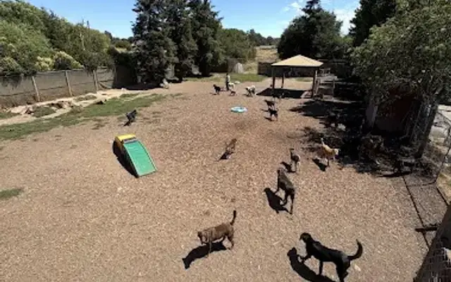 It's a Dog's Life in Petaluma, CA