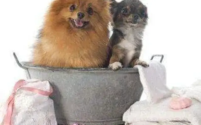 Bubbles & Botanicals(pet services) in Richland Center, WI