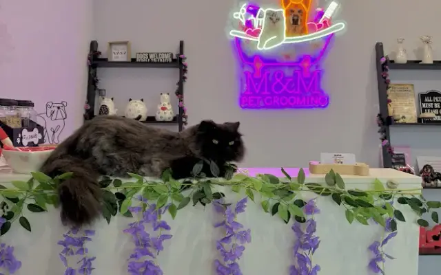 M&M Pet Grooming in Wantagh, NY