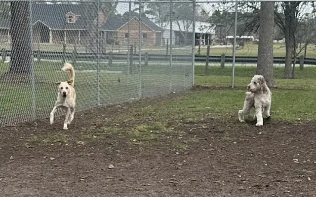 The Kennels at Gum Gully in Crosby, TX