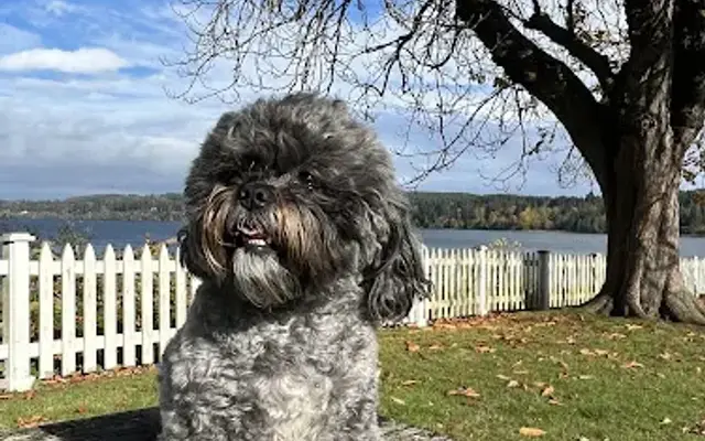 PetSmart Grooming in Silverdale, WA