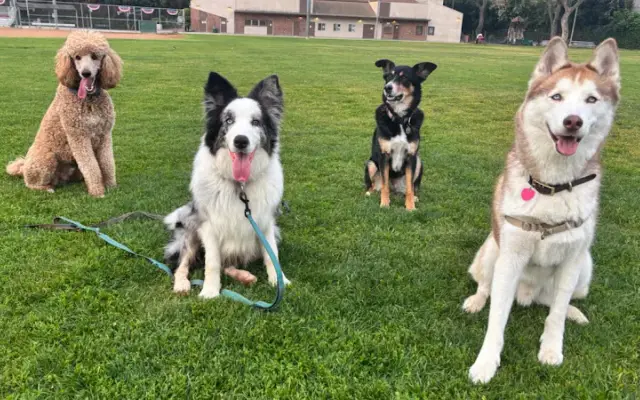 Managed Dogs in Los Angeles, CA
