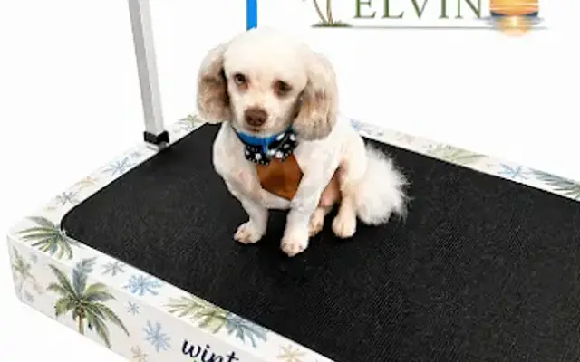 Winter Tropics Pup Spa in Daytona Beach, FL