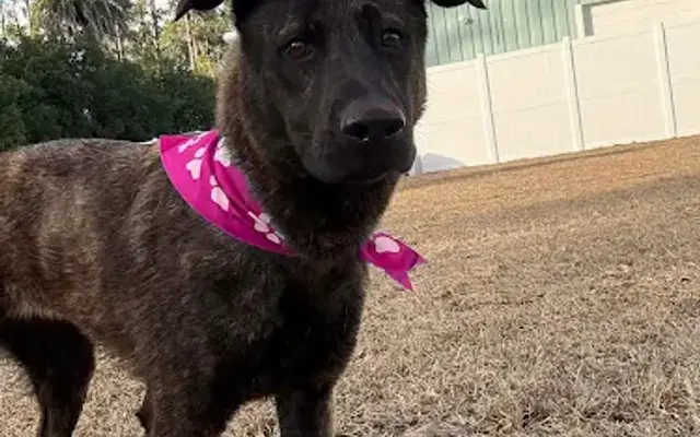 Pitzer's Paws in Live Oak, FL