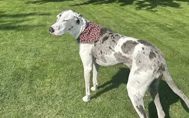 Pet-A-Groom in Burlington, WI