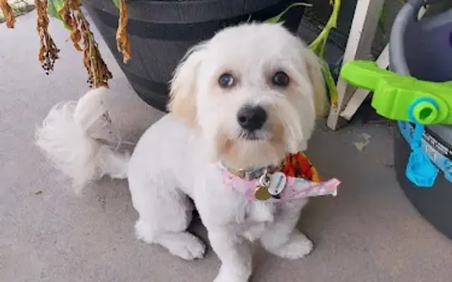 Cynthia's Pet Grooming in Holiday, FL
