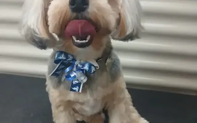 HERSHEY PERSHEY'S MOBILE DOG GROOMING in Tulsa, OK